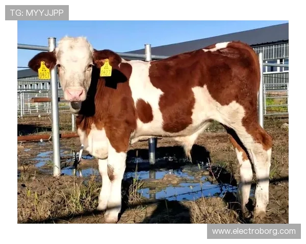 认识的力量：在尊龙凯时中重塑博弈观念与策略